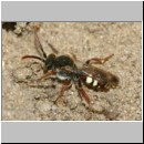 Nomada alboguttata - Wespenbiene m08 9mm.jpg